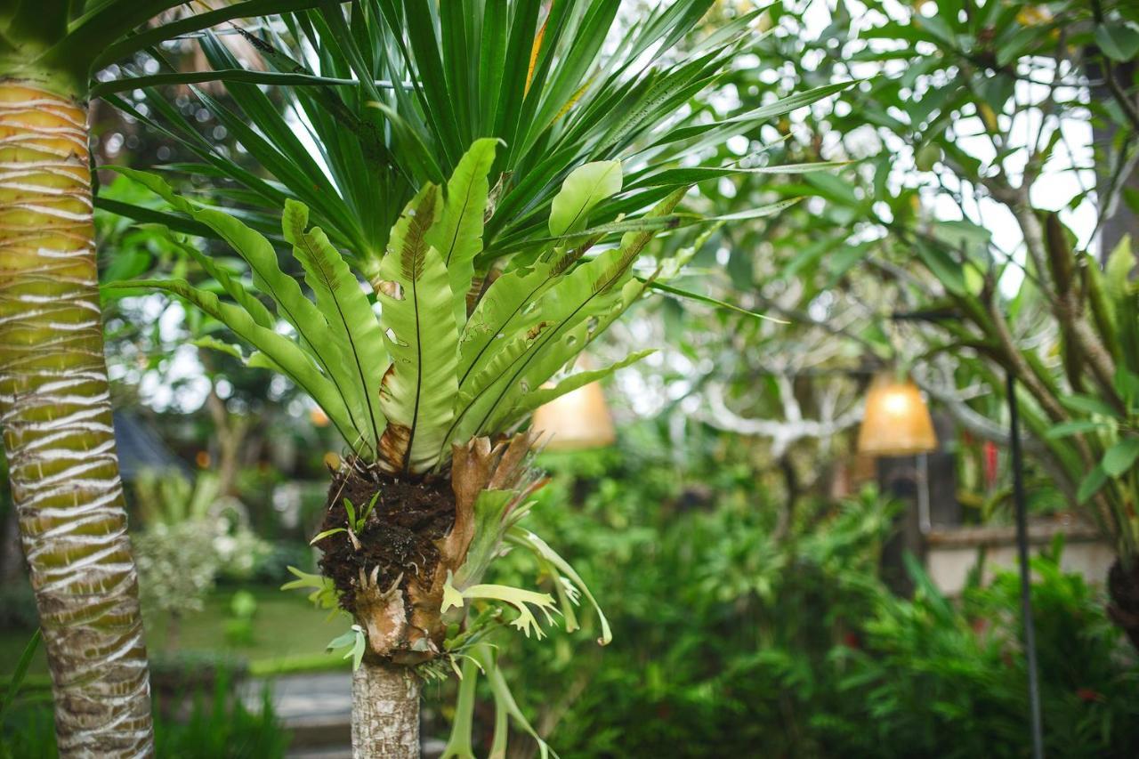 Alas Petulu Villa Resort And Spa أوبود المظهر الخارجي الصورة
